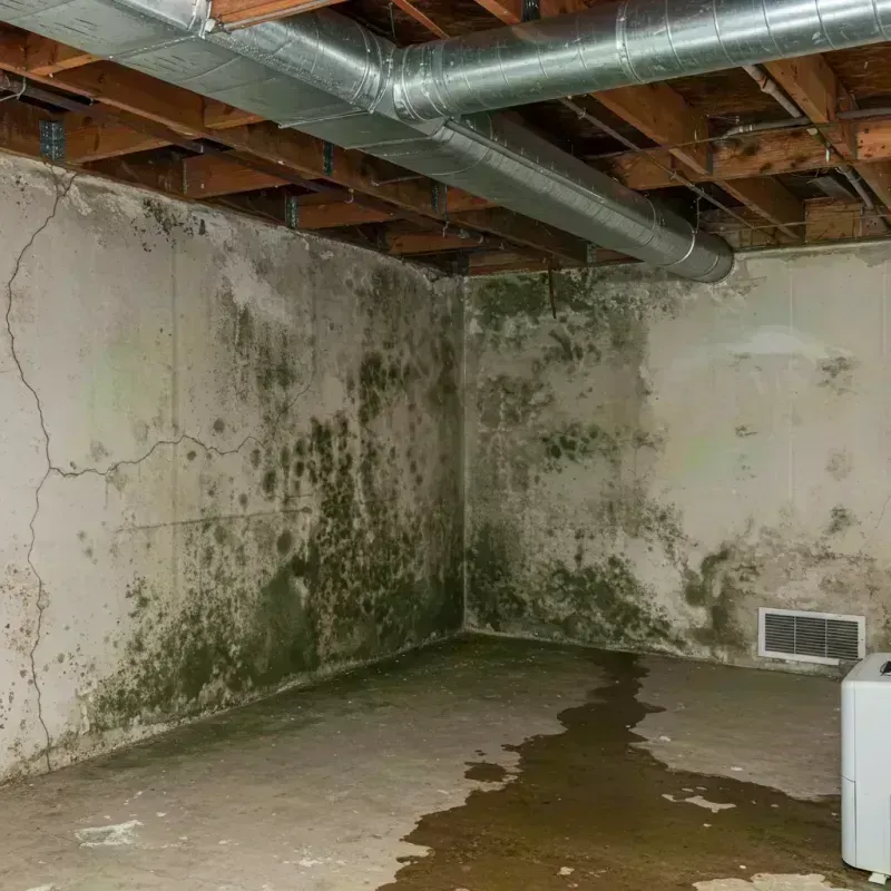 Professional Mold Removal in Mineral Wells, WV